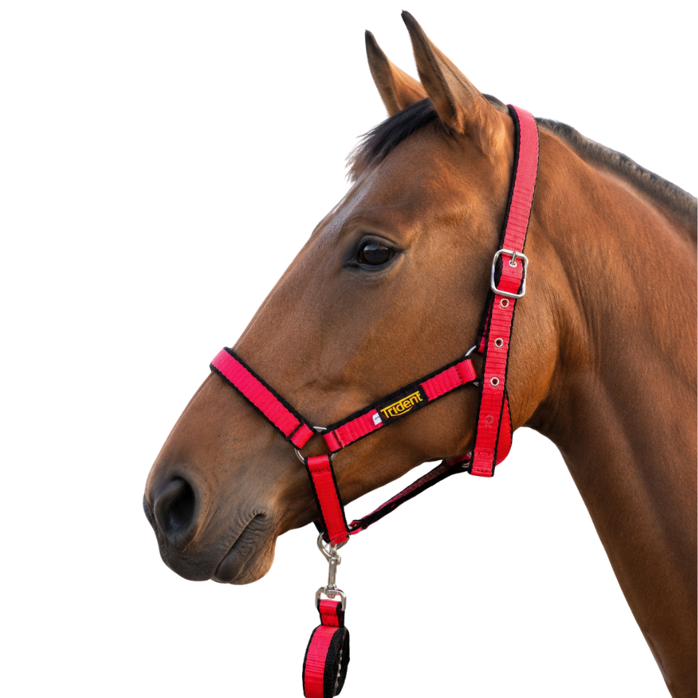 Dual Colour Headcollar & Lead (XS-XL)