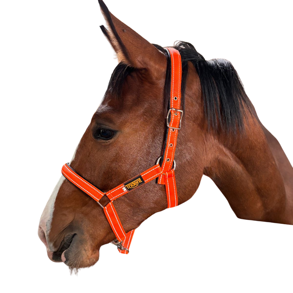 Orion Head Collar & Lead (S - XL)