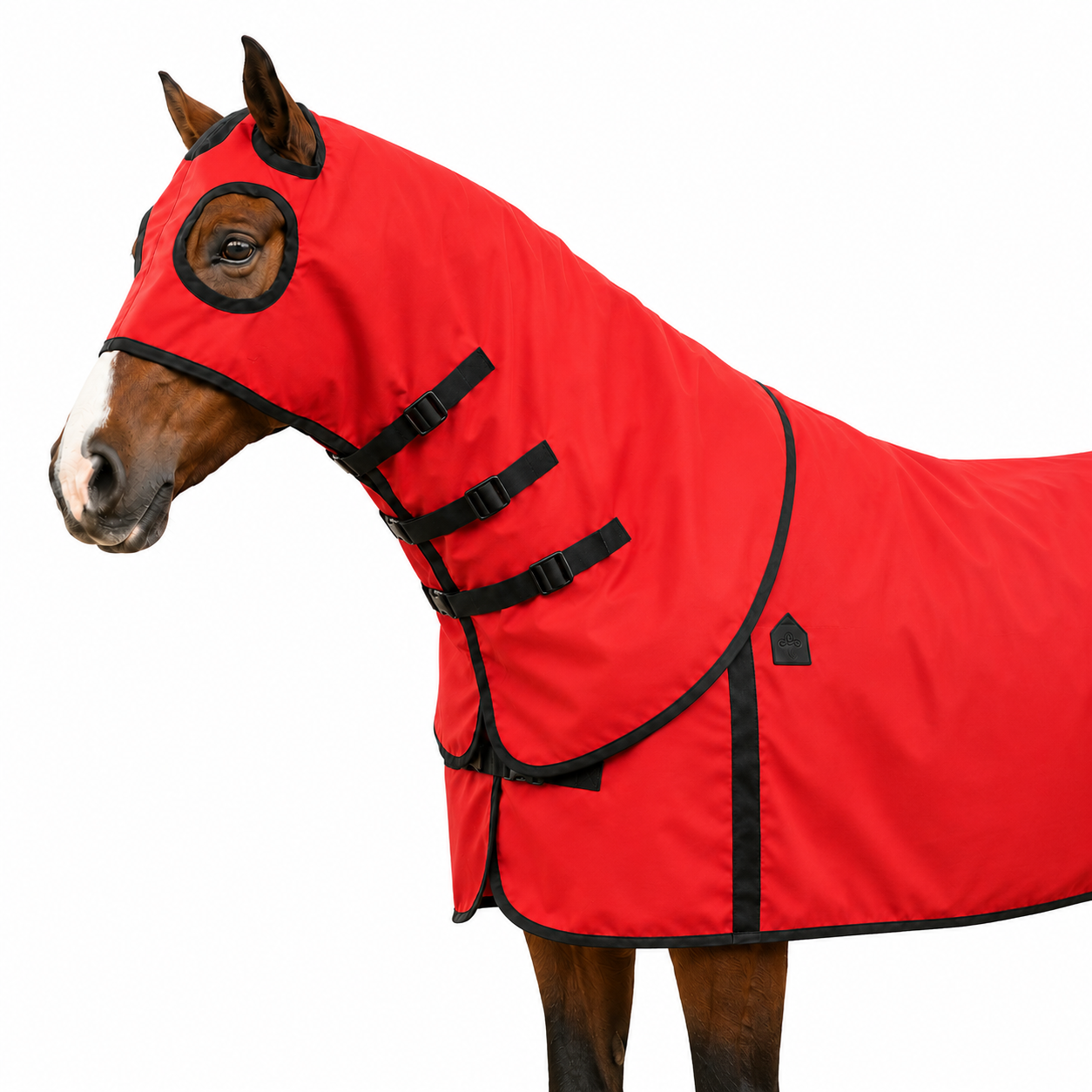 Horse wearing a red fly sheet with black straps on a white background