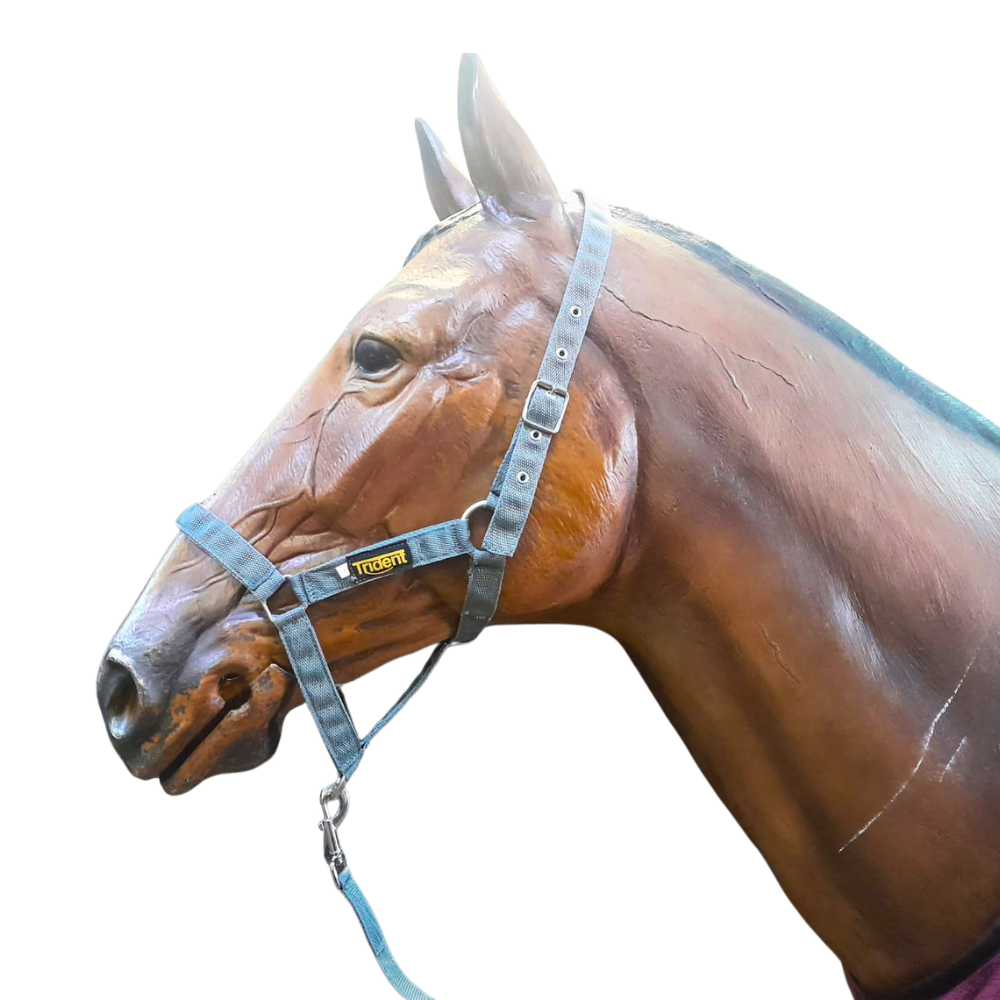 Nylon Headcollar & Lead (XS-XL)