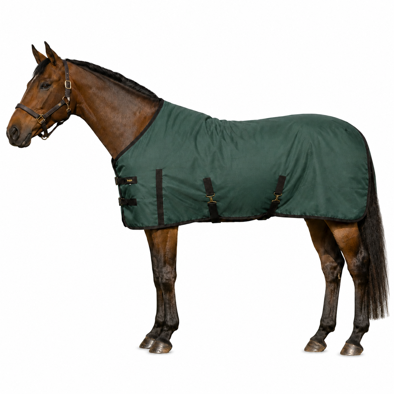 Horse Equipment