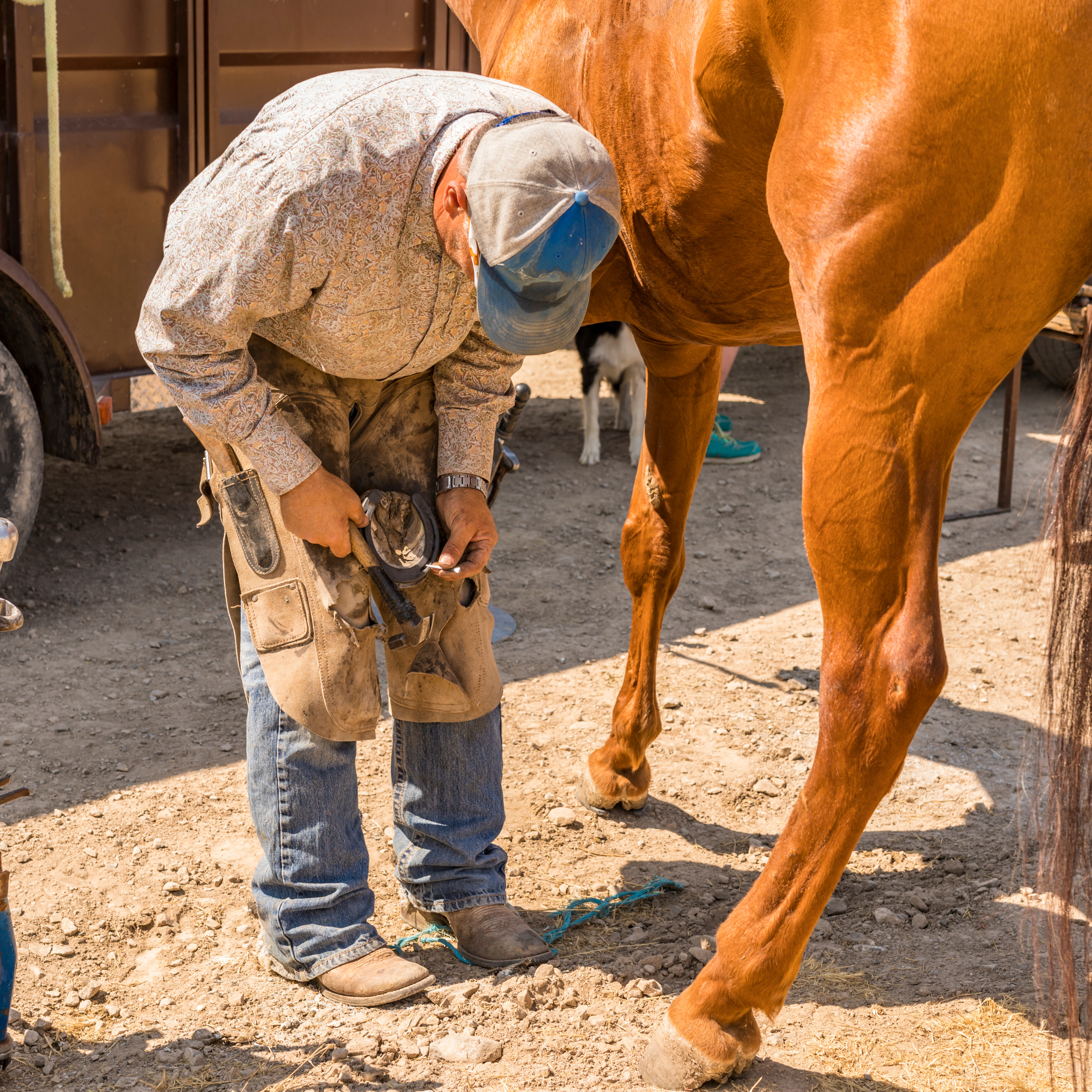 Farrier & Hoof Care