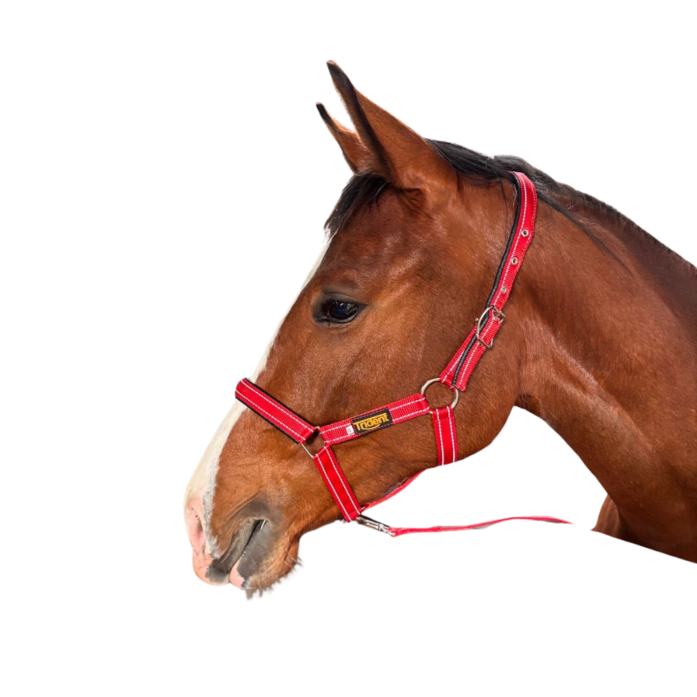 Orion Head Collar & Lead (S - XL)
