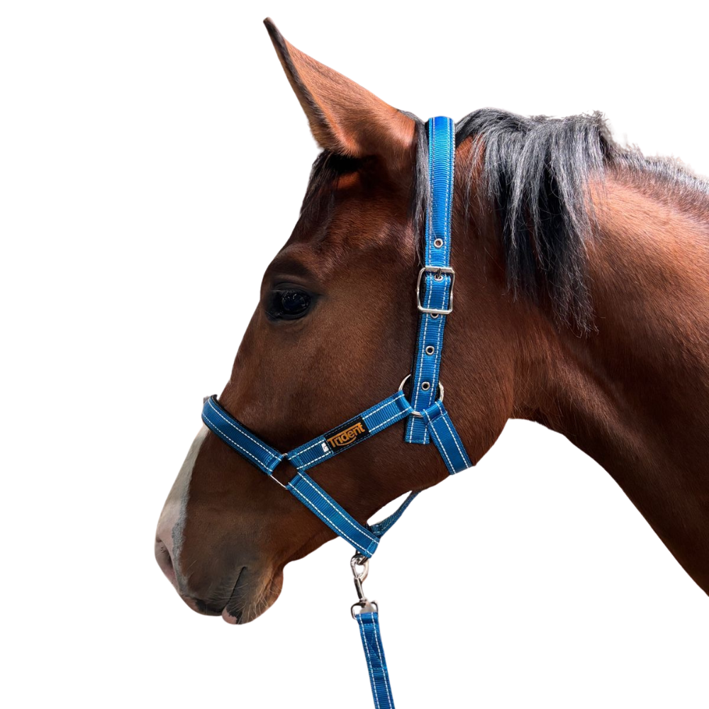 Orion Head Collar & Lead (S - XL)