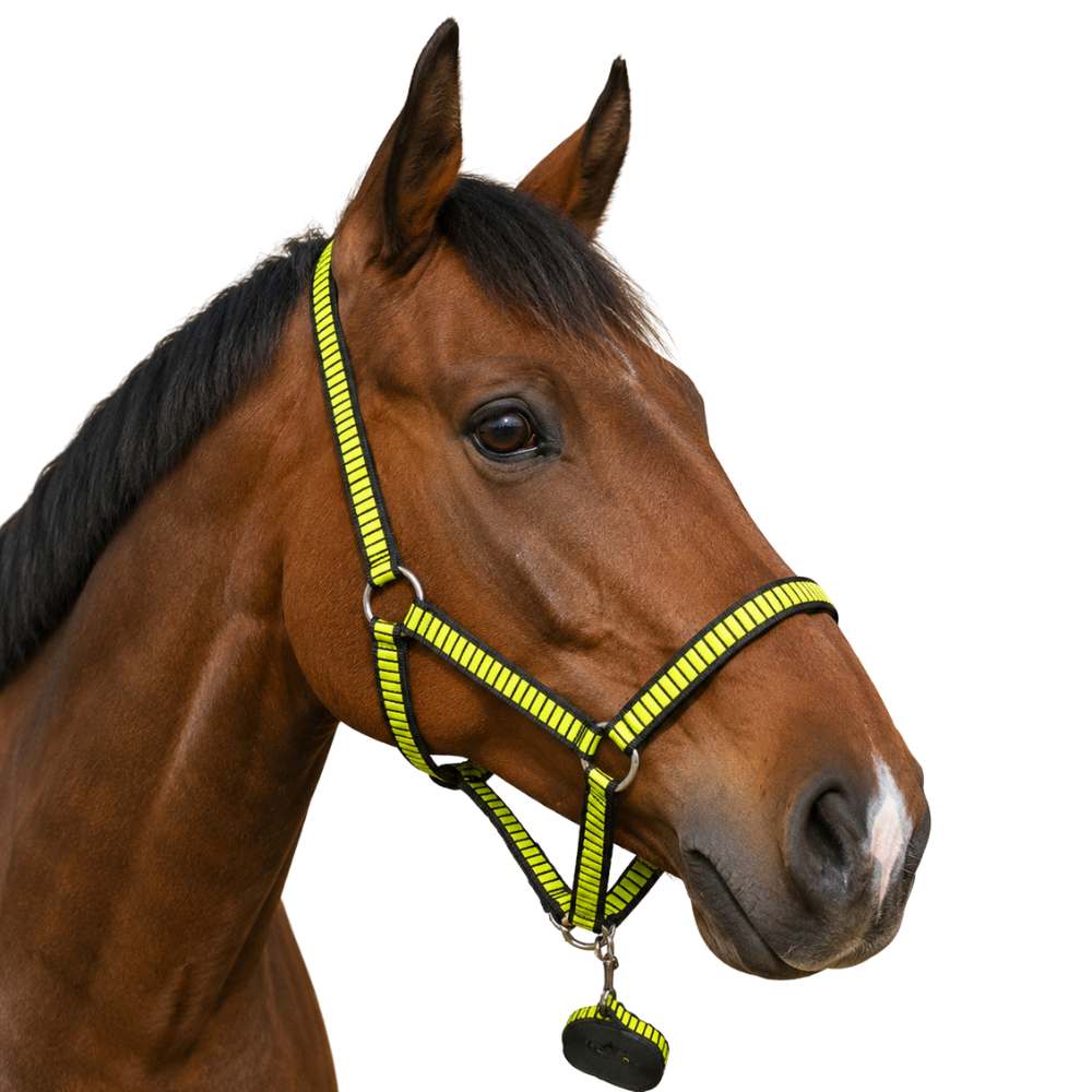 Lexus Headcollar & Lead (XS-XL)