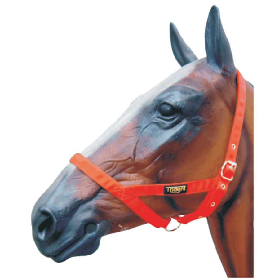 Nylon Horse Halter